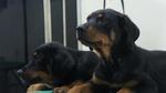 Rottweiler For Sale - Rottweiler Dog