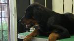 Rottweiler For Sale - Rottweiler Dog