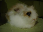 Sally - Teddy Bear - Angora Rabbit Rabbit