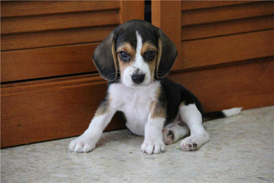 Beagles - Beagle Dog