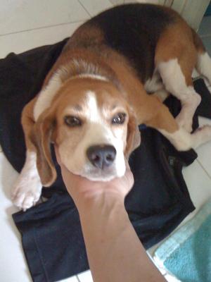 PF24788 - Beagle Dog