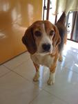 PF24788 - Beagle Dog