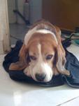 PF24788 - Beagle Dog