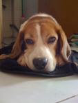 PF24788 - Beagle Dog