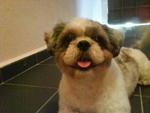 Momo - Shih Tzu Dog