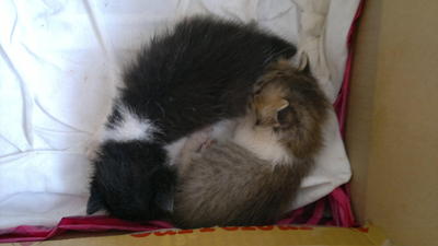 2 Kittens - Domestic Short Hair Cat