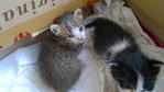 2 Kittens - Domestic Short Hair Cat