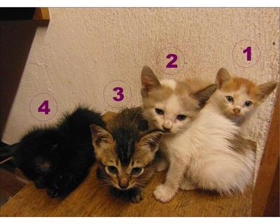 4beradik - Domestic Short Hair Cat