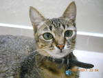 Ayoki - Tabby + Domestic Short Hair Cat