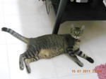 Ayoki - Tabby + Domestic Short Hair Cat