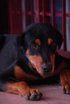 Damien - Rottweiler Mix Dog