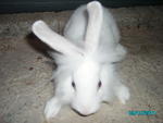 Mix Lionhead - Bunny Rabbit + Lionhead Rabbit