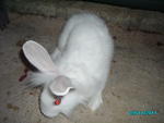 Mix Lionhead - Bunny Rabbit + Lionhead Rabbit