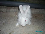 Mix Lionhead - Bunny Rabbit + Lionhead Rabbit