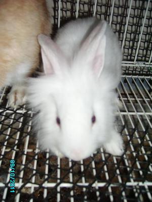 Mix Lionhead - Bunny Rabbit + Lionhead Rabbit