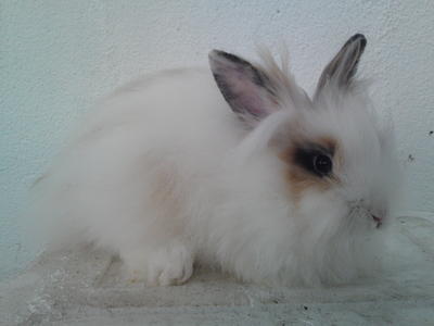 White Tangled Snowie - Angora Rabbit Rabbit