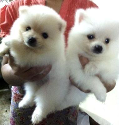 White Pomeranian Father Imported - Pomeranian Dog