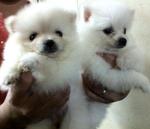 White Pomeranian Father Imported - Pomeranian Dog