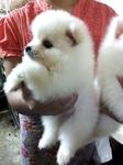 White Pomeranian Father Imported - Pomeranian Dog