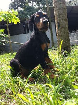 Over Size Doberman-imported Lineage - Doberman Pinscher Dog