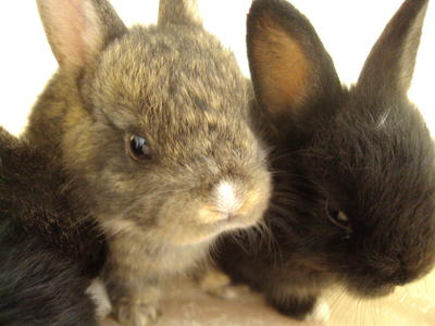 Rabbit - Lionhead + Angora Rabbit Rabbit