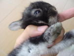 Rabbit - Lionhead + Angora Rabbit Rabbit