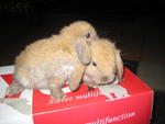 Lop Eared Bunnies - Lop Eared Rabbit