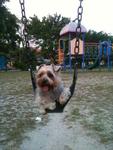 Suki - Silky Terrier Dog