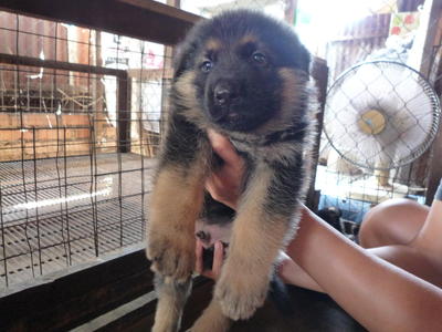 German Shepherd Puppies - German Shepherd Dog Dog