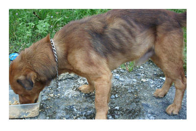 Smiley - Mixed Breed Dog