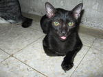 Kelam Kabut - Domestic Short Hair Cat