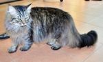 Jebat Xl - Domestic Long Hair Cat