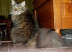 Jebat Xl - Domestic Long Hair Cat