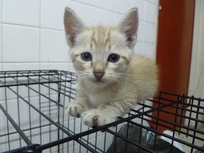 Lyonel - Domestic Short Hair Cat