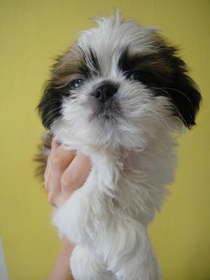 Cutie Shih Tzu For Sale - Shih Tzu Dog