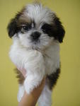 Cutie Shih Tzu For Sale - Shih Tzu Dog