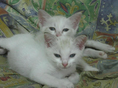 Baloo &amp; Bagheera - Domestic Short Hair Cat