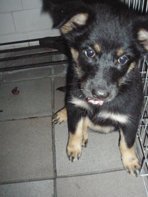 Nga Nga, Mui Mui, Charcoal And Kuro - Mixed Breed Dog