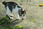 He has a short stubby tail aka bobtail..