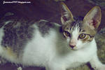 Kitkat - Domestic Short Hair Cat