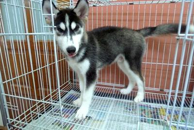 Black And White Husky   - Husky Dog