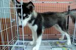 Black And White Husky   - Husky Dog