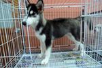 Black And White Husky   - Husky Dog