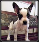 PF24936 - French Bulldog + Jack Russell Terrier Dog