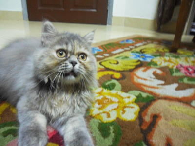 No Name - Persian Cat