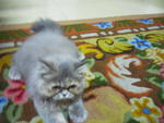 No Name - Persian Cat