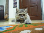 No Name - Persian Cat