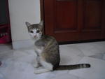 Cat With 3 Legs Only - Domestic Short Hair Cat