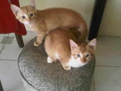 Coco &amp; Chanell - Domestic Medium Hair Cat