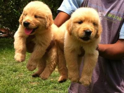 Imported Lineage Golden Retriever - Golden Retriever Dog